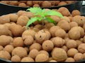 Lowrider  marijuanna  hydroponic system