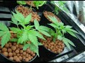 Lowrider  marijuanna  hydroponic system