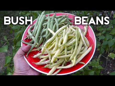 how to grow bush beans