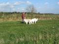 Kuvasz