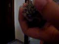 Bebe de erizo africano