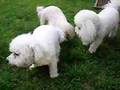 BOXER POOPS WHEN HE MEETS HIS BROTHER AND SISTER BICHONS