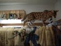 Serval Jumping on Bunk Bed
