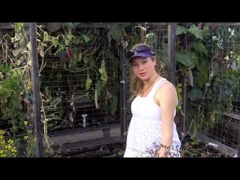 how to harvest beets