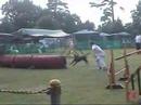 Dog Agility 