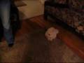 Pollyanna song highlights