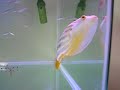 fahaka & shrimp Snippet fahaka & shrimp Snippet
