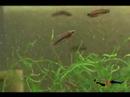 betta rubra 022308 betta rubra 022308