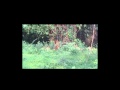 Sumatera Tigers Part1