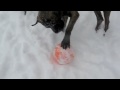 January Snow Fun
