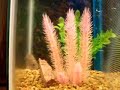 Baby 1 inch piranha eats guppy Baby 1 inch piranha eats guppy