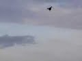 WMRAF Electric RC Heli Weed Trimming