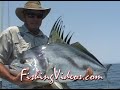 Roosters-Baja-Fishin