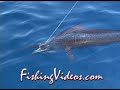 Roosters-Baja-Fishin