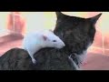 Un perro, un gato y un raton juntos - pajarracos.es Un perro, un gato y un raton juntos - pajarracos.es