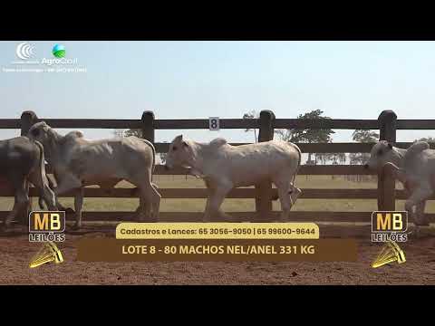 513� LEIL�O VIRTUAL MB LEIL�ES