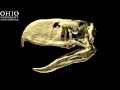 Terror Bird - animation of the bite of Andalgalornis ...