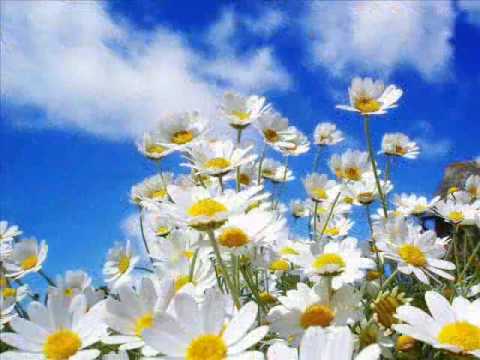 Desejo de Flor - Vander Lee