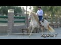 Caballos haciendo passage
