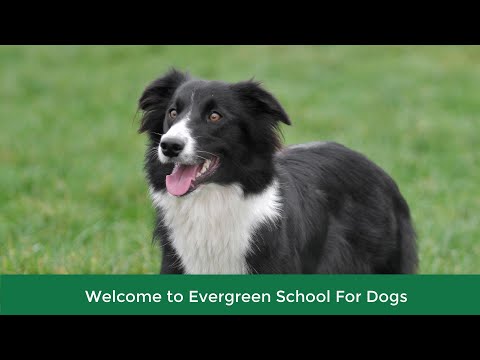 Evergreen School for Dogs