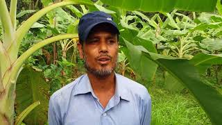 Success story of farmer Abu bokor, Bhandaria, Pirojpur