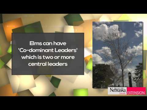 how to fertilize elm trees