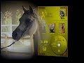 ARABIANS HORSES