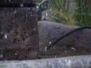 Slow Motion Water Drops and Hummingbird