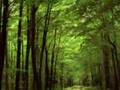 Imagine - Pan Pipes Flute - John Lennon