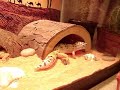 feeeeding-time.html