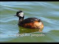See Video