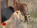 First Person: Bear, Lion, Tiger Living in Harmony