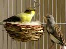 canaries canaries
