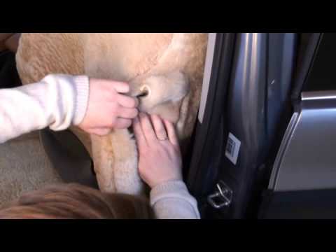 Rau-Sitzbezug Montage: PKW-Lehnenbezug, Kopfstütze nicht abnehmbar, Lehne mit Durchgriffsmöglichkeit