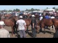 Kyrgyz Weekend. Central Asia. Food, Market ...
