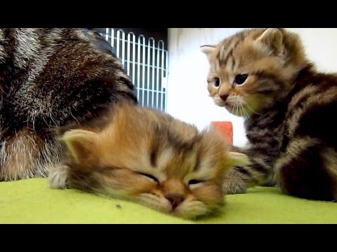Too sleepy kitten . AWW