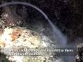 Coral Triangle - Live Reef Fish Trade
