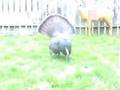 STRUTTING TURKEY DECOY