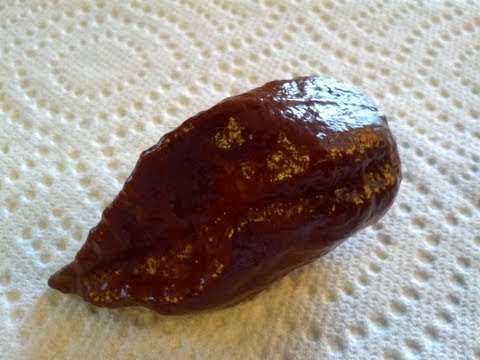 how to transplant chili peppers