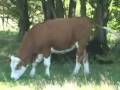 videos de Mixed Organic Farming In Denmark ...  support local sheep goat cow veggie nut and fruit farmers
