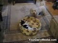 The Most Annoying Dog in the World The Most Annoying Dog in the World