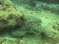 Diving Saipan Turtle Scratch Diving Saipan Turtle Scratch