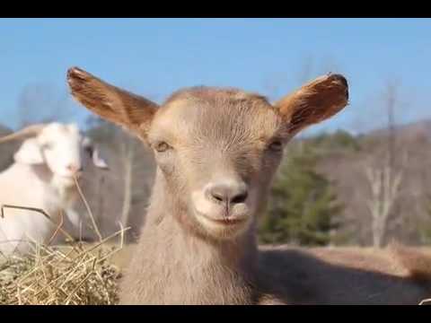 goat milk