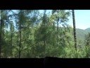 Reforestación: La mentira de Proárbol. 2a parte