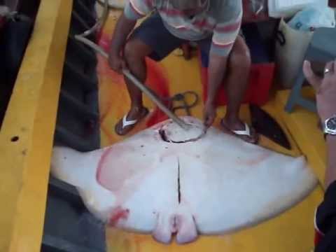 ARRAIA DE 50 KG NÓS NA PESCA 15 ILHA DA MADEIRA RJ (11 05 2013)-AVI