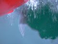 dauphins