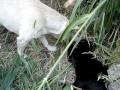 Eli`s play with Maza