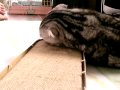 Rossifumi 3 Rossifumi 3