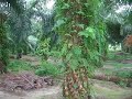 Harvesting of palm oil, malaysia
