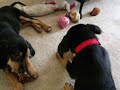 Click here to watch this video Tango and Tank chewing on a bone